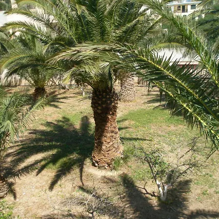 Avra Palm